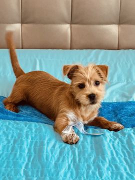 Hotel para Cães
