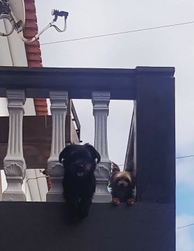 Hotel para Cães