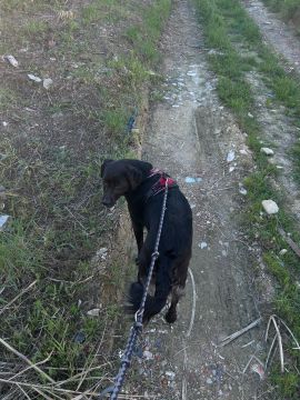 Hospedaje de perros
