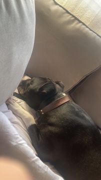 Hotel para Cães