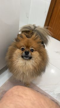 Hotel para Cães