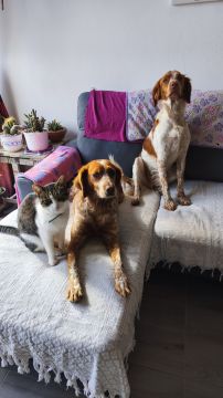 Hotel para Cães