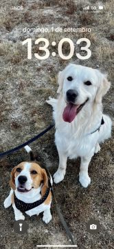 Pension pour chiens