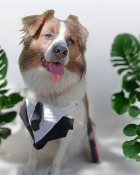 Dog Hotel