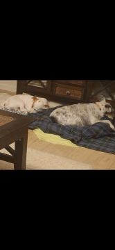 Hotel para Cães