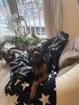 Hotel e Creche para Animais