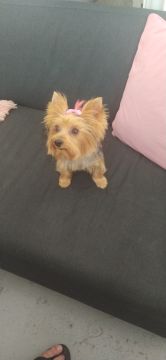 Hotel e Creche para Animais