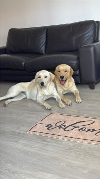 Hotel para Cães