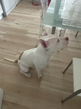 Hundepension