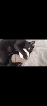 Hotel para Gatos
