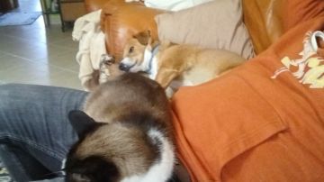 Hotel para Cães