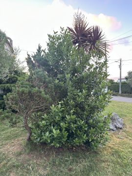 Serviço de Jardinagem - Casa