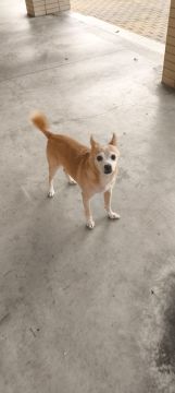 Dog Hotel