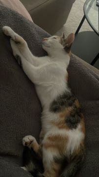 Hotel para Gatos