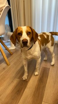 Hotel para Cães
