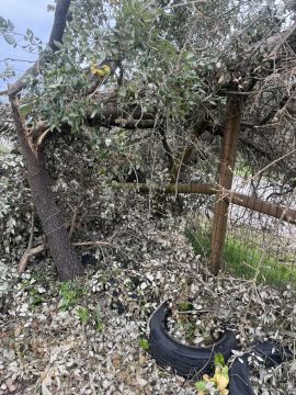 Poda e Manutenção de Árvores