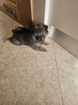 Hotel para Cães