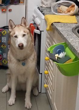 Dog Hotel