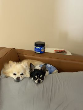 Hotel para Cães