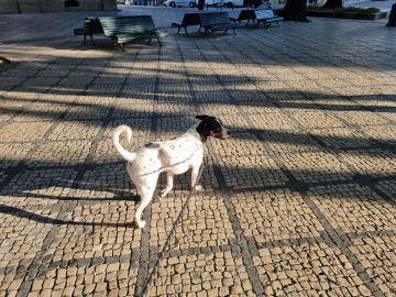 Hotel e Creche para Animais