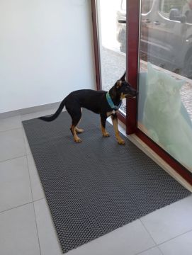 Hotel para Cães