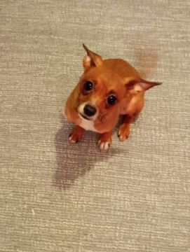 Pension pour chiens