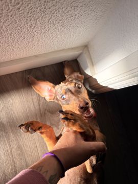 Hotel para Cães
