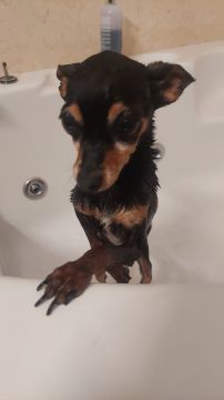 Hotel e Creche para Animais