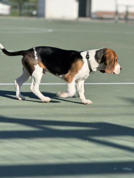 Pet Boarding and Daycare