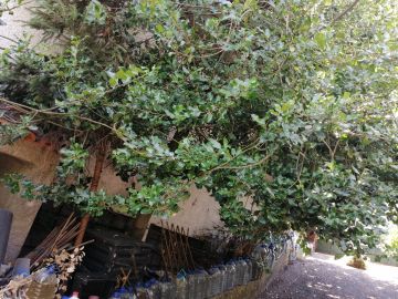 Serviço de Jardinagem - Casa