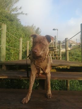 Hotel para Cães