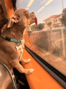 Hotel e Creche para Animais