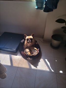 Dog Hotel - Pets
