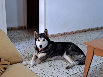 Hotel para Cães