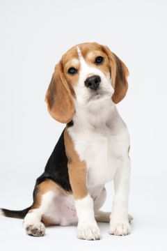 Hotel para Cães