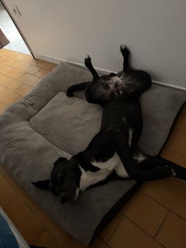 Hundepension