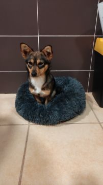 Dog Hotel