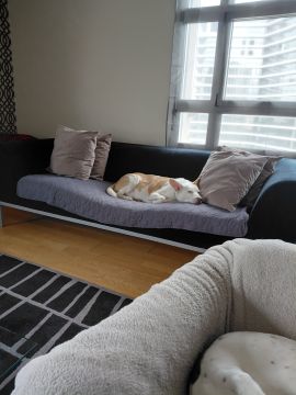 Pension pour chiens