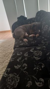 Pet Boarding and Daycare