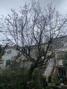 Tree Trimmer