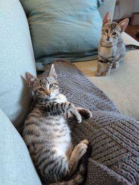 Hotel para Gatos - Animais
