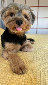 Hospedaje de perros
