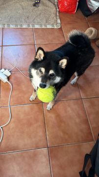 Hotel para Cães
