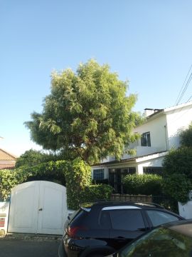 Tree Trimmer