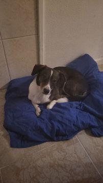 Hotel para Cães