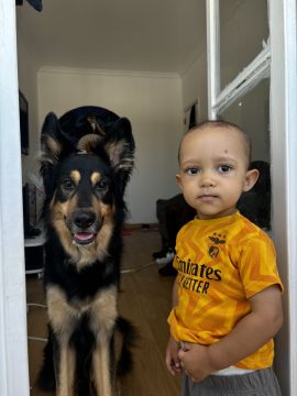 Dog Hotel - Pets
