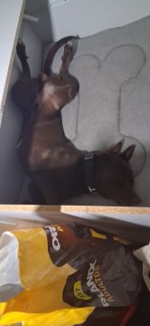 Hotel para Cães