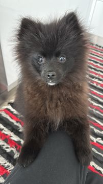 Dog Hotel