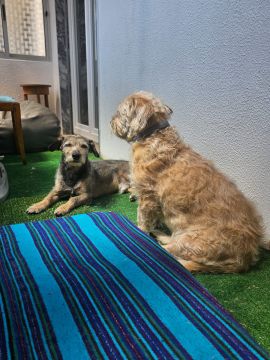 Hotel para Cães