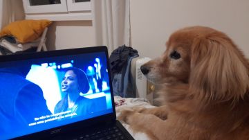 Dog Hotel